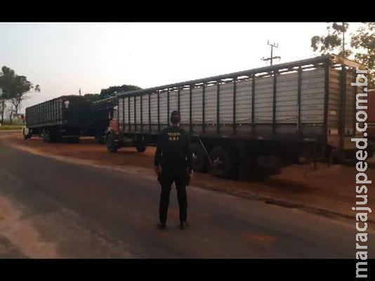 Caminhões em MS são apreendidos com 120 cabeças de gado ilegais do Paraguai Caminhões em MS são apreendidos com 120 cabeças de gado ilegais do Paraguai