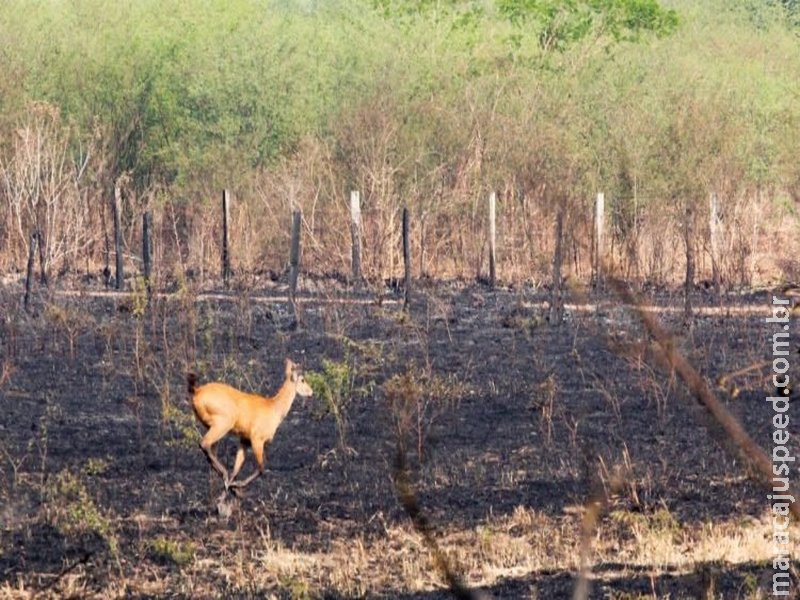 Campanha reúne veterinários e voluntários para salvar animais do fogo no Pantanal