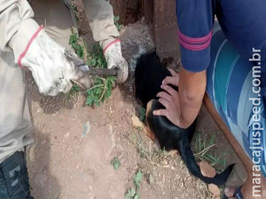 Cão fica com a cabeça presa em buraco de concreto 
