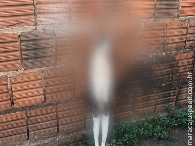 Caso de polícia: gata é morta e pendurada em muro de protetoras de animais Caso de polícia: gata é morta e pendurada em muro de protetoras de animais