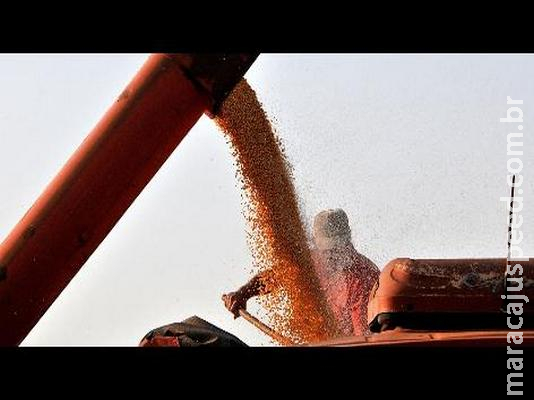 Colheira do milho entra na reta final e Estado ganha destaque mundial 
