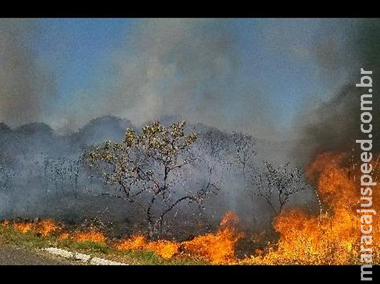 Em ação cautelar, Agência de Notícias de Direitos Animais pede que governo acabe com queimadas no Pantanal