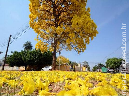 Empresa vai doar 10 mil mudas de espécies nativas em comemoração ao Dia da Árvore