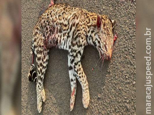 Fauna pantaneira: Jaguatirica morre atropelada na BR-419 Fauna pantaneira: Jaguatirica morre atropelada na BR-419