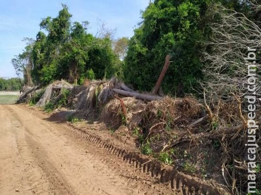 Fazendeiro é multado em R$ 21 mil por desmatar área protegida em Batayporã Fazendeiro é multado em R$ 21 mil por desmatar área protegida em Batayporã