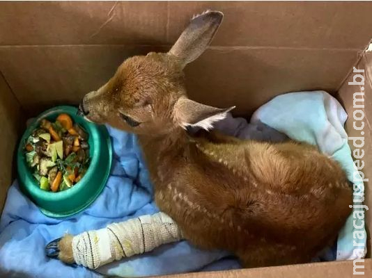 Feridos em incêndio, veado, aves e catetos estão em observação no Cras 