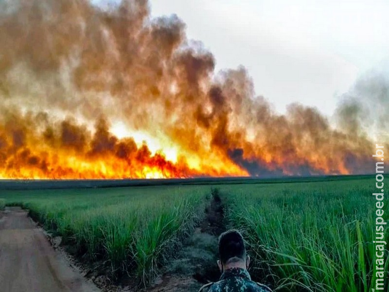 ‘Fogo é o elemento principal para limpar a área, depois da ação do desmate’