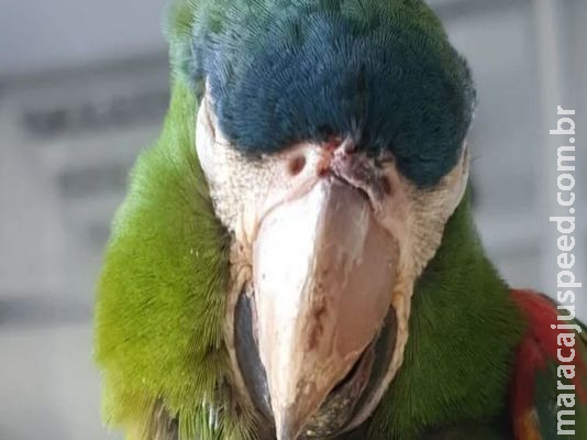 Funcionário de metrô faz massagem cardíaca e salva papagaio eletrocutado