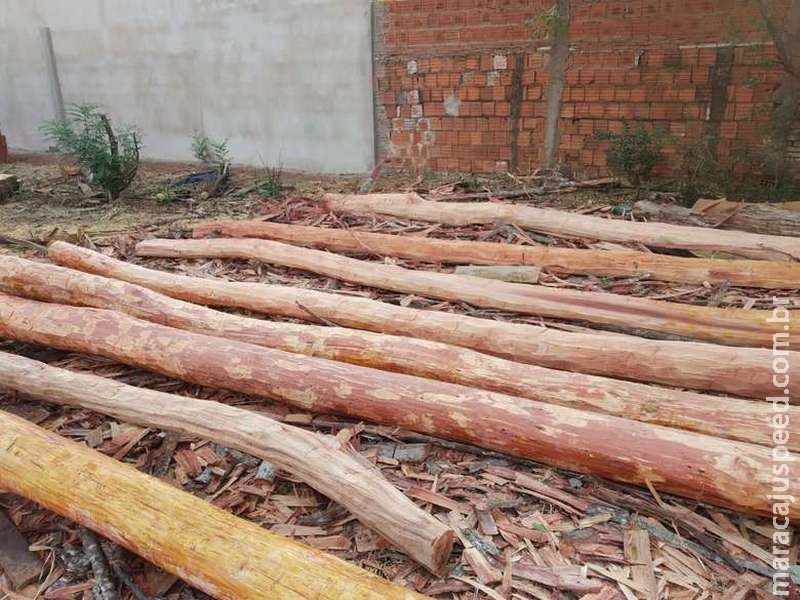 Homem é autuado após retirar madeira de fazendas e comercializar Homem é autuado após retirar madeira de fazendas e comercializar