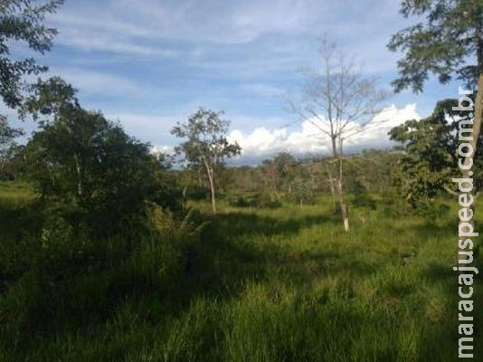 Imasul autorizou desmate de 35 mil hectares de mata nativa no Pantanal Imasul autorizou desmate de 35 mil hectares de mata nativa no Pantanal