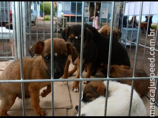 Leis de proteção preveem multa para quem agredir ou vender animais irregularmente