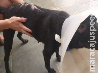 Mecânico joga óleo fervendo em cadela e é autuado por maus-tratos em MS Mecânico joga óleo fervendo em cadela e é autuado por maus-tratos em MS