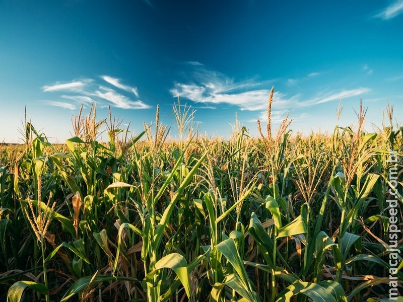 Novo Zarc traz mais segurança para milho de 2ª safra