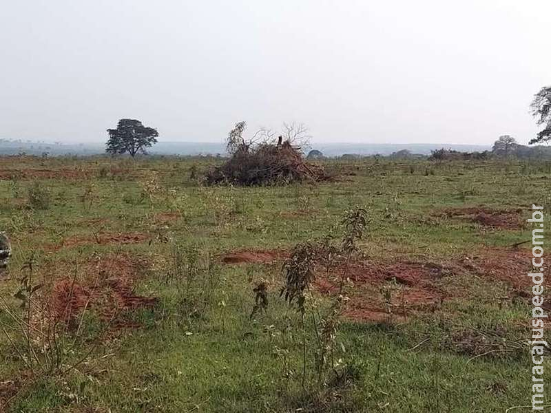 Paranaense é autuado pela polícia por derrubar árvores em fazenda Paranaense é autuado pela polícia por derrubar árvores em fazenda