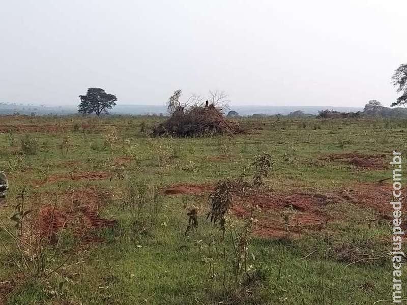 Paranaense é autuado pela polícia por derrubar árvores em fazenda