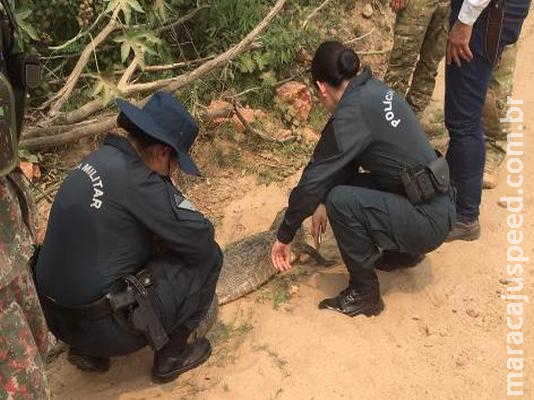 Peritos e veterinários analisam origem do fogo no Pantanal e prejuízo das queimadas no bioma