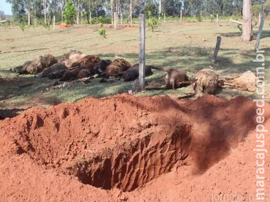 Pitbulls invadem sítio e matam 16 carneiros em Nova Andradina 