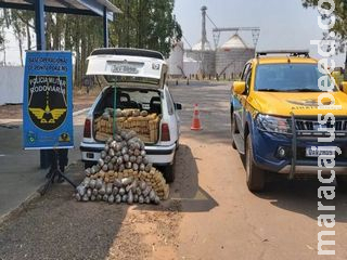 Polícia encontra carro abandonado com mais de 300 kg de maconha Polícia encontra carro abandonado com mais de 300 kg de maconha