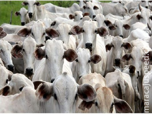 Precoce MS recebe reconhecimento nacional e produtores comemoram resultados