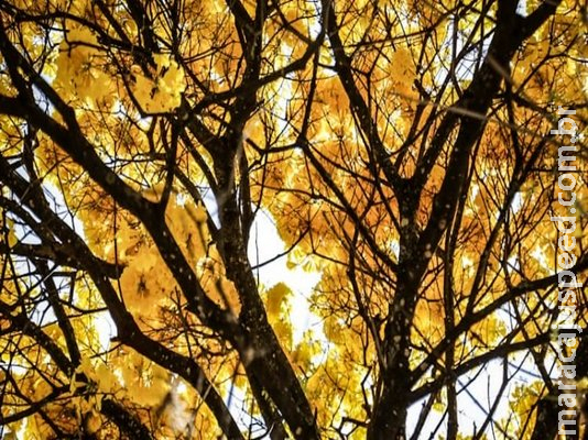 Primavera começa com clima ameno e pancadas de chuva em MS Primavera começa com clima ameno e pancadas de chuva em MS