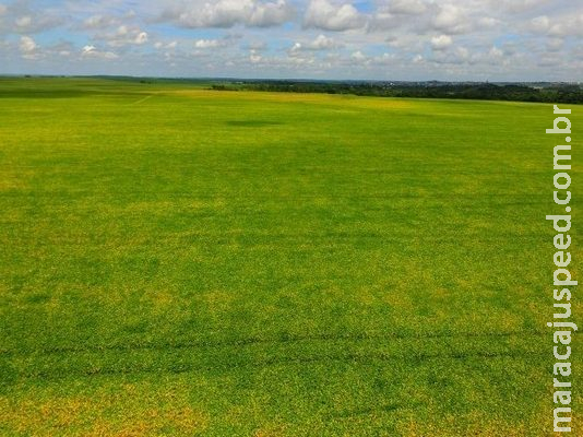 Produtores de soja tem até 31 de dezembro para cadastrar área de plantio