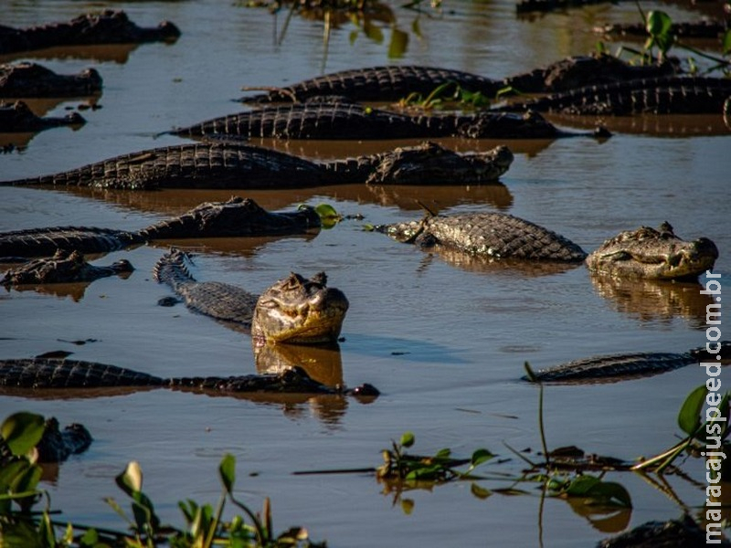 Projeto determina condições de proteção e uso sustentável do Pantanal Projeto determina condições de proteção e uso sustentável do Pantanal