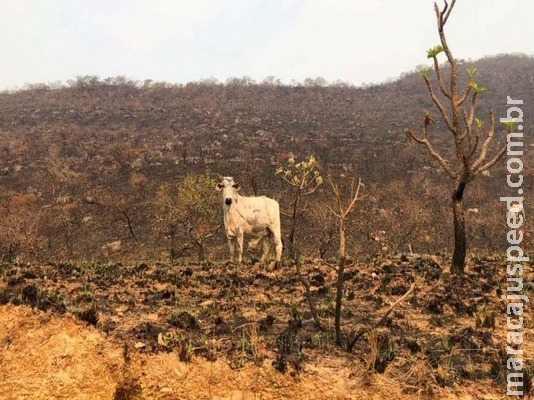 Proposta fixa em cinco anos prazo para prescrição de reparação de dano ambiental