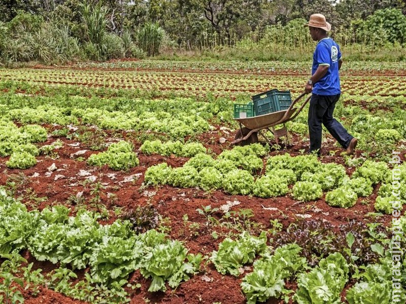 Proposta prorroga vencimento de operações de crédito rural