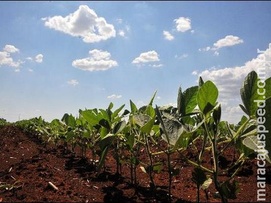 Safrinha resiste ao clima seco do Estado e vai a 9 milhões de toneladas 