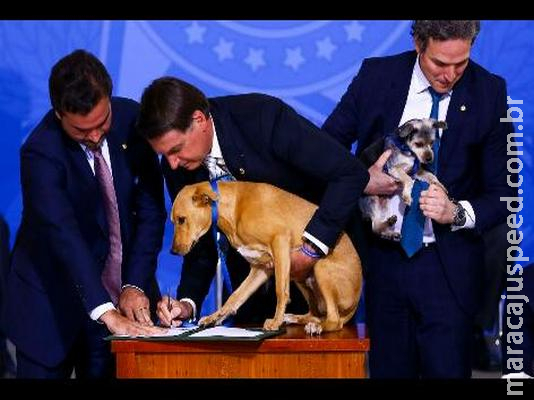 Sancionada nova lei que aumentará pena para maus-tratos a cães e gatos