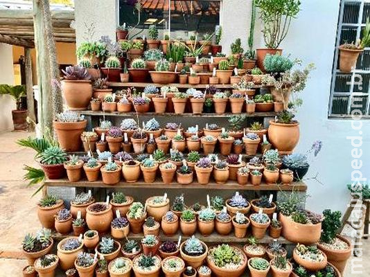 Suculentas viram alvo de colecionadores e há quem tenha 170 unidades no quintal