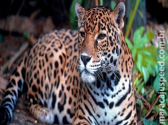 UNESCO apoia combate a incêndios no Pantanal para proteger patrimônios naturais