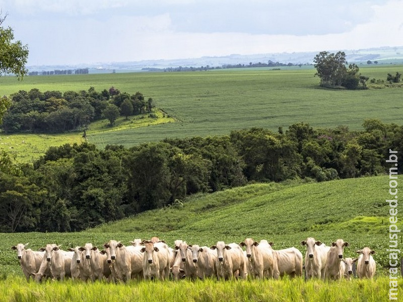 Valor da Produção Agropecuária deste ano está estimado em R$ 771,4 bilhões