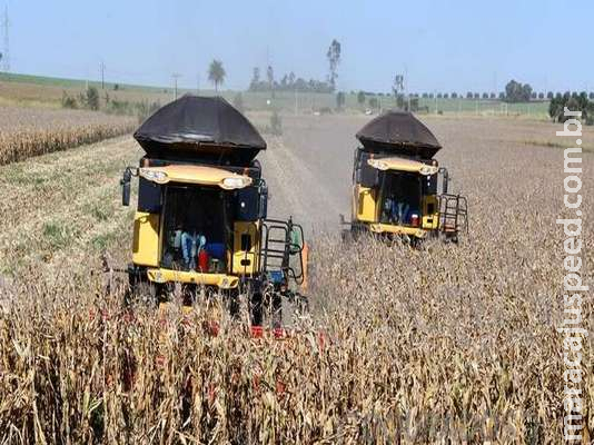 Colheita do milho acaba com cinco semanas de atraso em relação à safra passada