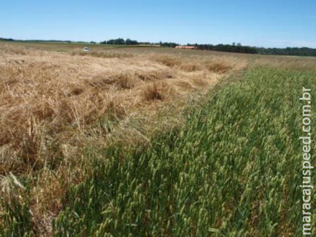 Especializar ou Diversificar a Produção Agrícola?