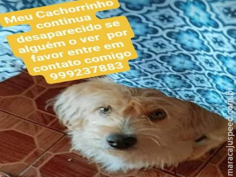 Maracaju utilidade pública: Procura-se animalzinho desaparecido Maracaju utilidade pública: Procura-se animalzinho desaparecido