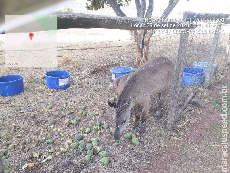 Pecuarista leva multa de R$ 10 mil por manter duas antas em cativeiro em fazenda de MS, diz PMA Pecuarista leva multa de R$ 10 mil por manter duas antas em cativeiro em fazenda de MS, diz PMA