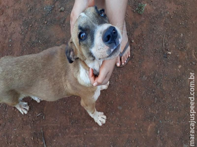 PMA de Dourados autua infrator em R$ 2 mil por crime de maus-tratos registrado em vídeo em que ele agride e até atira em um cachorro PMA de Dourados autua infrator em R$ 2 mil por crime de maus-tratos registrado em vídeo em que ele agride e até atira em um cachorro