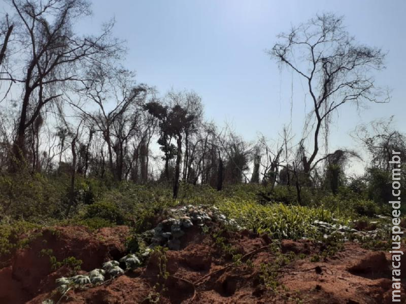 Polícia Militar Ambiental de Batayporã recebe denúncias e autua usina sucroenergética em R$ 100 mil por incêndio em lavoura de cana, atingindo matas protegidas Polícia Militar Ambiental de Batayporã recebe denúncias e autua usina sucroenergética em R$ 100 mil por incêndio em lavoura de cana, atingindo matas protegidas