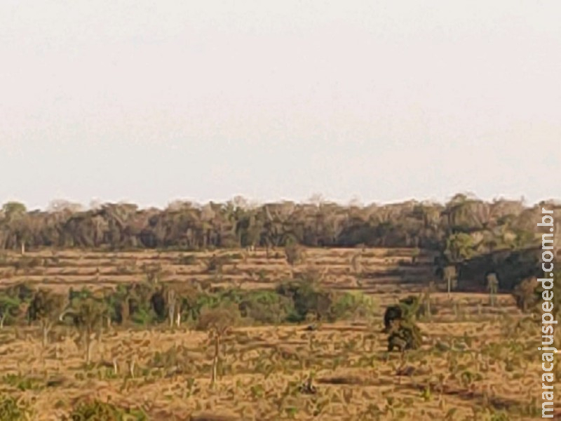 Polícia Militar Ambiental de Campo Grande autua infrator em R$ 490 mil por desmatamento ilegal de vegetação protegida de reserva legal para plantio de pastagem Polícia Militar Ambiental de Campo Grande autua infrator em R$ 490 mil por desmatamento ilegal de vegetação protegida de reserva legal para plantio de pastagem