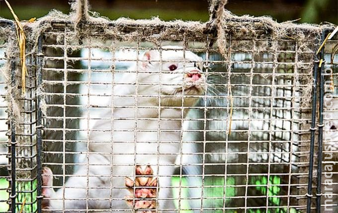 Animais mortos com mutação da covid ‘emergem’ da tumba na Dinamarca Animais mortos com mutação da covid ‘emergem’ da tumba na Dinamarca