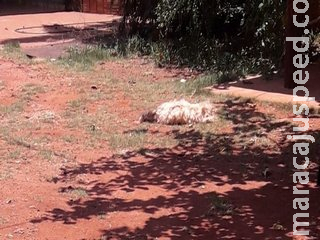 Após mau cheiro, moradores encontram animais mortos por abandono de dona Após mau cheiro, moradores encontram animais mortos por abandono de dona