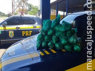 Boliviano passa por MS e é detido em SP com folhas de coca e adolescente no porta-malas Boliviano passa por MS e é detido em SP com folhas de coca e adolescente no porta-malas