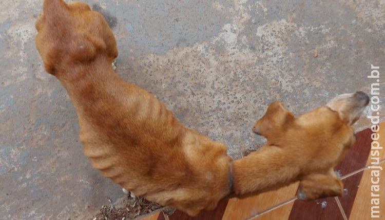 Cachorro é abandonado sem comida e água em casa e resgatado pela polícia Cachorro é abandonado sem comida e água em casa e resgatado pela polícia
