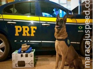 Cães da PRF encontram maconha escondida no tanque de combustível de carro