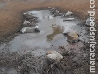 Crueldade: Pecuarista deixa 236 cabeças de gado sem comida e animais morrem aos poucos Crueldade: Pecuarista deixa 236 cabeças de gado sem comida e animais morrem aos poucos