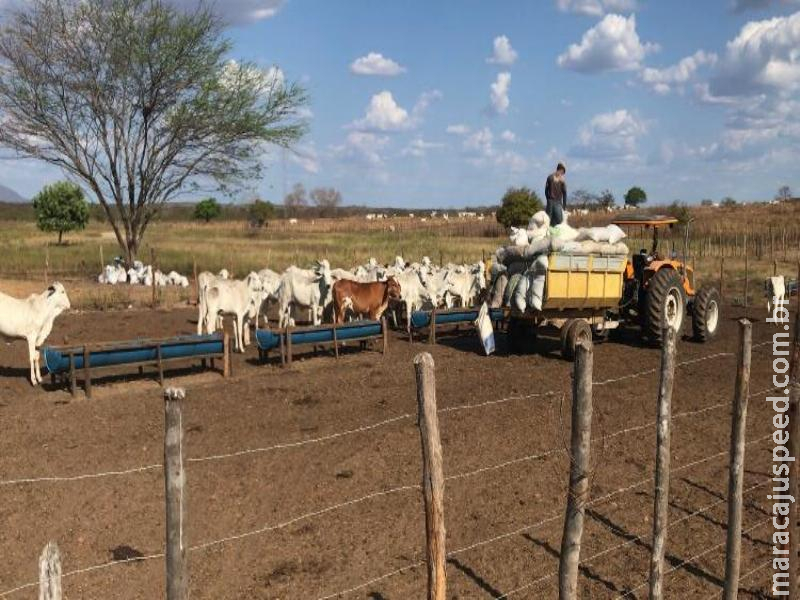 É hora de produzir comida boa e barata para enfrentar a seca