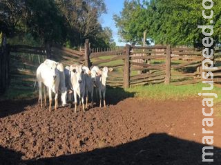 Fazendeiro descobre furto de 150 cabeças de gado e registra prejuízo de R$ 500 mil em MS Fazendeiro descobre furto de 150 cabeças de gado e registra prejuízo de R$ 500 mil em MS