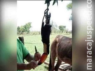 Fazendeiro é multado após postar foto em rede social com tucano abatido em MS Fazendeiro é multado após postar foto em rede social com tucano abatido em MS