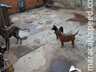 Fiscalização resgata cães desnutridos e moradores respondem por maus-tratos Fiscalização resgata cães desnutridos e moradores respondem por maus-tratos